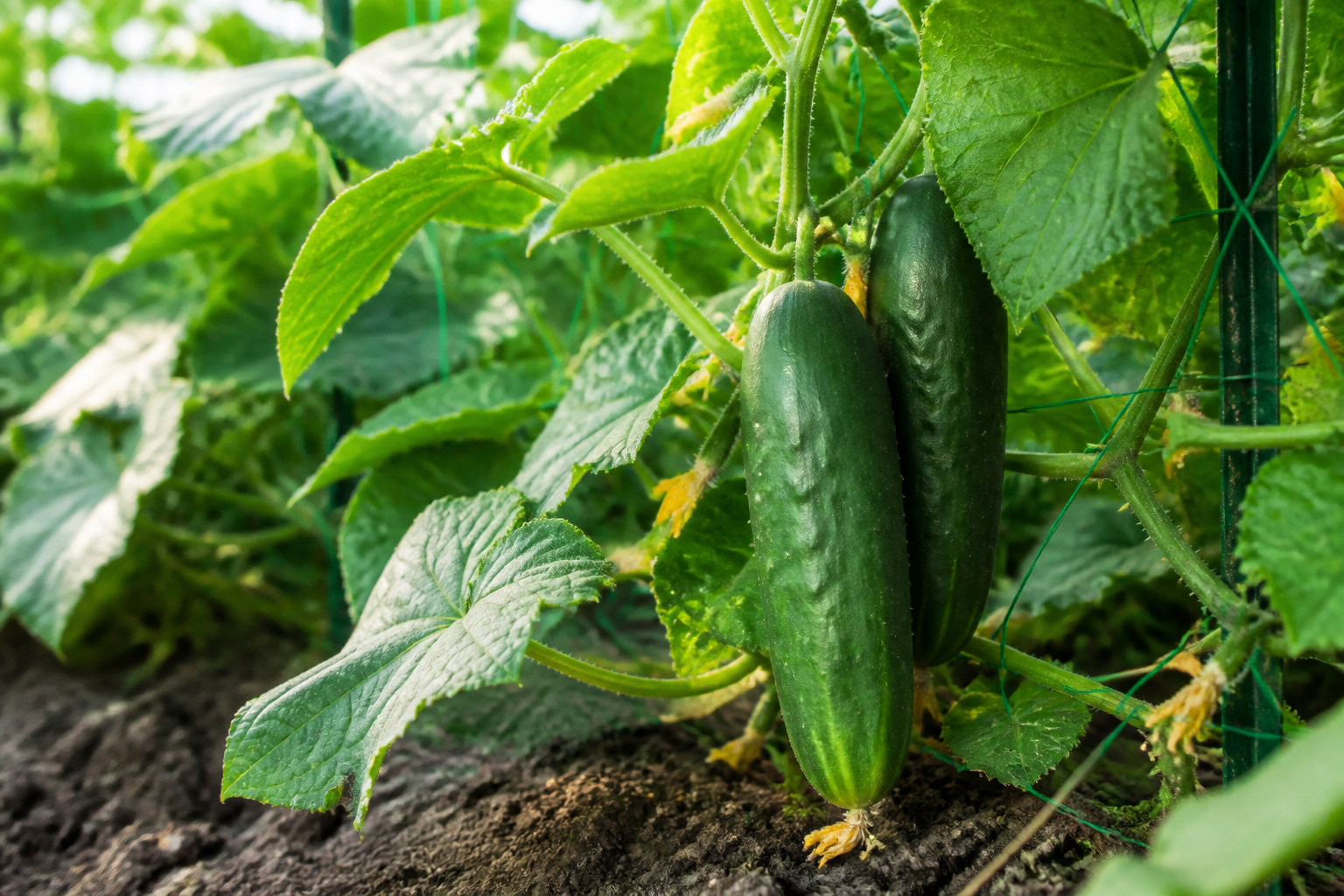 Fresh cucumbers growing on the vine