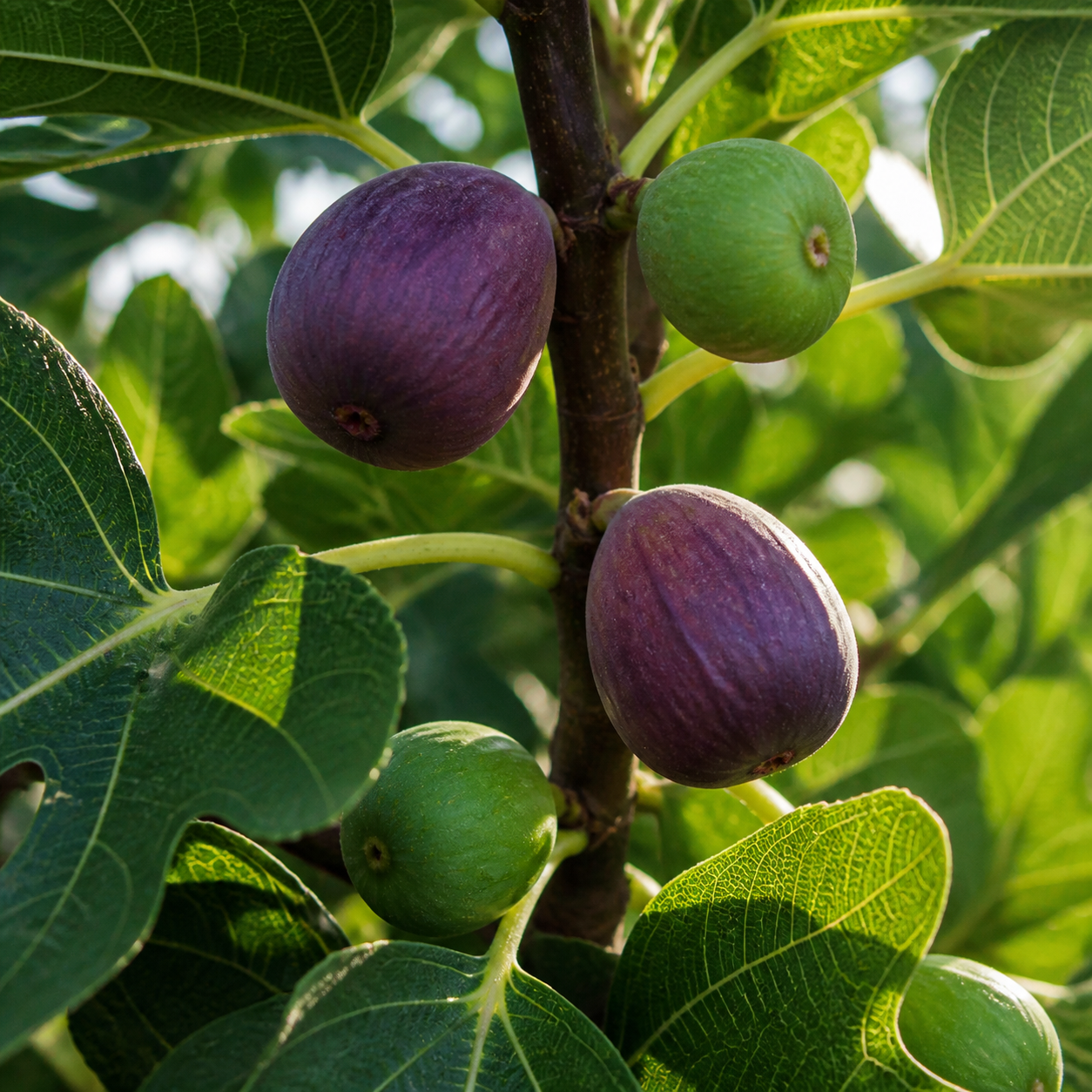 Figs growing on a tree